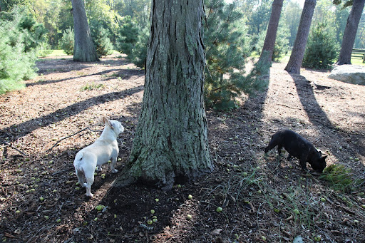 Franny, did you know that this tree is Carya ovata, or more commonly called the shagbark hickory?  Shagbarks can live for about 200 to 300 years....and that's a long time!