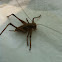 Katydid