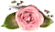 [1-55x38-rose-TR_thumb%255B2%255D.gif]