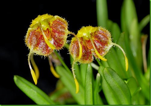 OR Diodonopsis erinacea