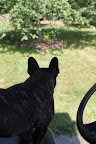 Wait a minute, something is rustling in that tree, and it looks too big to be a squirrel!