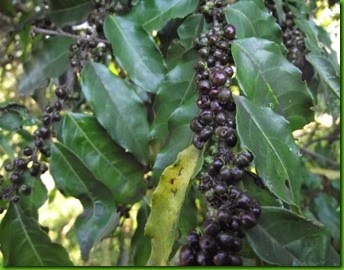 Casearia silvestrys Casearia silvestrys