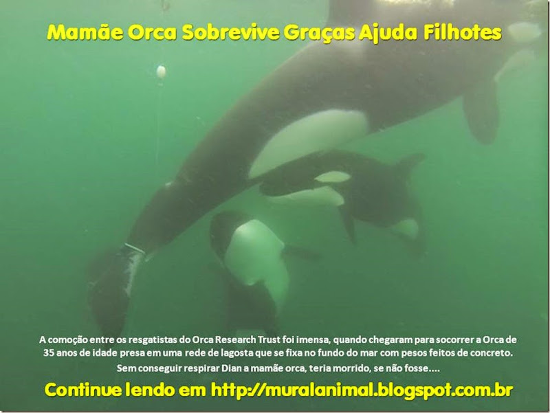 Mamãe Orca Sobrevive Graças Ajuda Filhotes