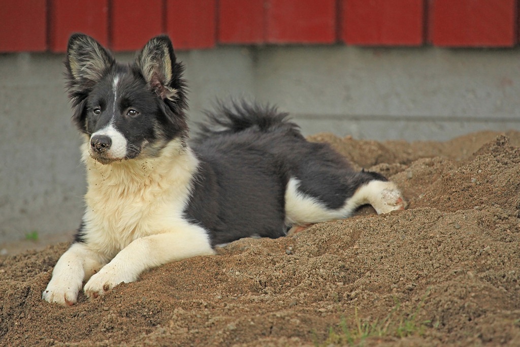[Snorre%252C%2520Dimma%2520og%2520Glenna%2520i%2520hagen_010811_1453%255B8%255D.jpg]