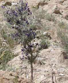 Smoke tree with dark purple flowers.