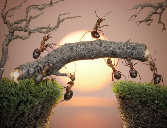 Life-of-Ants-Andrey-Pavlov-25