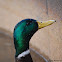 Mallard