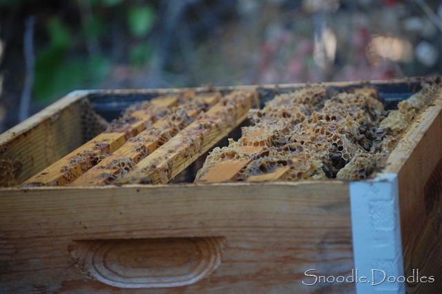 [Beekeepers%252009-11%2520013%255B7%255D.jpg]