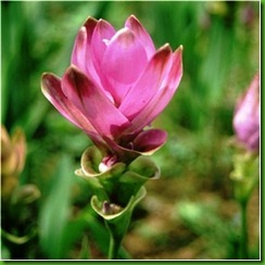 Curcuma alimastifolia2 Curcuma alimastifolia2