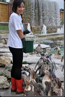 Precious feeding Penguins (resized) DSC_0749