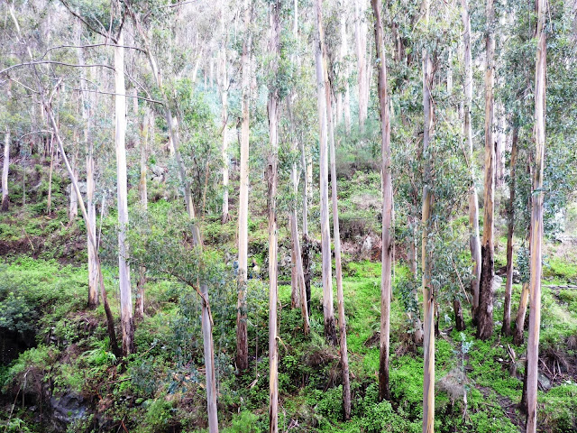 En y regardant de près, on décèle quelques écolières qui se cachent derrière ces tristes eucalyptus.