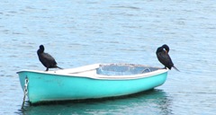 Plymouth Mayflower 8.13 2 harbor 2 commorants on boat Plymouth Mayflower 8.13 2 harbor 2 commorants on boat