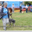 Pet Dogs 018.jpg