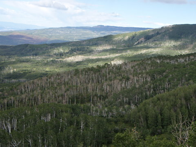 A dead grove of trembling aspen in Colorado&rsquo;s Grand Mesa National Forest. William R.L. Anderegg