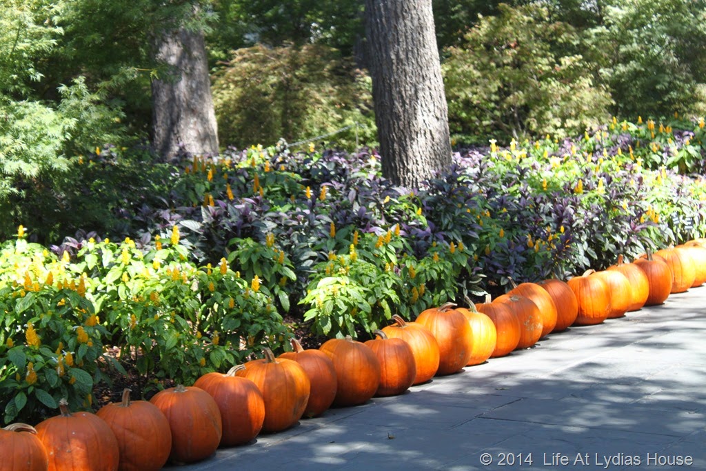 [Dallas-Arboretum---pumpkin-festival-%255B42%255D.jpg]