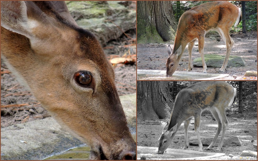 [deer-collage7.jpg]