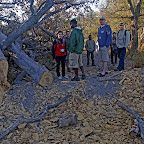 Ein gefällter Sausage-Tree. © Foto: Sunway-Safaris