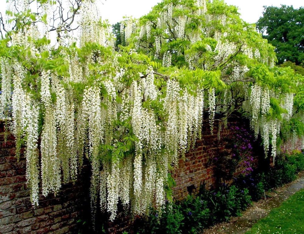 [Glicinia%2520Branca%255B3%255D.jpg]