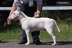 Bullyview Little White Man