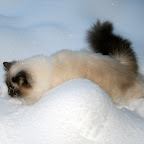 Gigi-2010-4.JPG