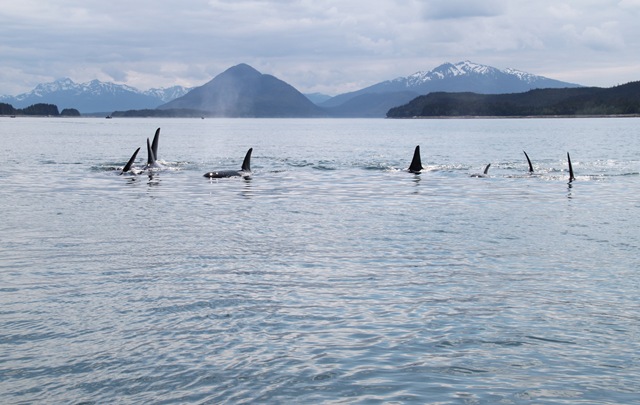 [alaska%2520375%255B3%255D.jpg]