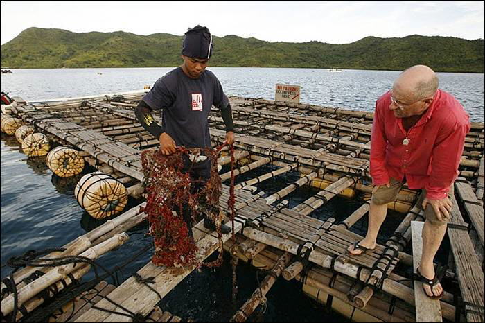 Image Dimension: 700x466 :: The making of Golden Pearl on the island of Palawan in southwestern Philippines The making of Golden Pearl on the island of Palawan in southwestern Philippines