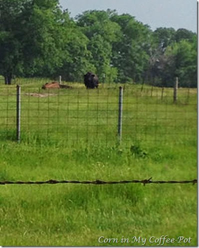 the BULL behind me