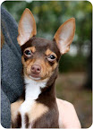 Meko, from Glastonbury, Connecticut. Happy and playful young Meko has some special needs and would do best in a home without small kids. At only 4 lbs, he is a big cuddler. Meko is available through The Chi Society of Connecticut. Meko, from Glastonbury, Connecticut. Happy and playful young Meko has some special needs and would do best in a home without small kids. At only 4 lbs, he is a big cuddler. Meko is available through The Chi Society of Connecticut.