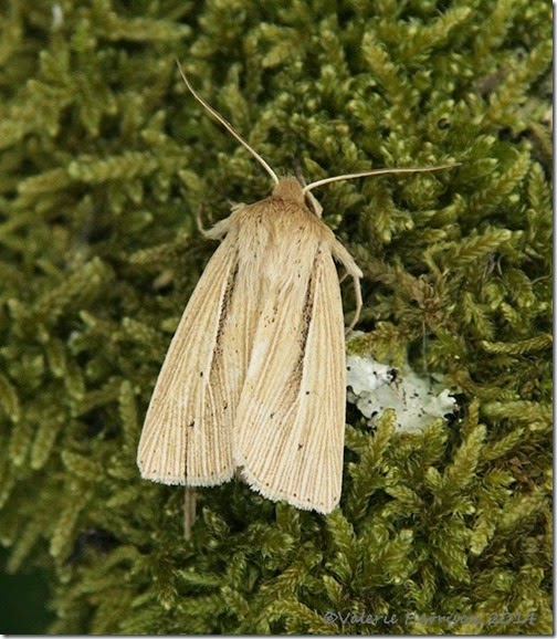 Smoky-Wainscot Smoky-Wainscot