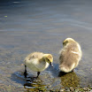 Gänseküken an der Ruhr