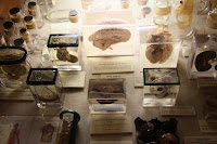 Specimens