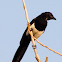 Black-billed Magpie
