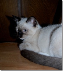 catcomputer5