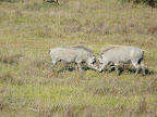 Nakuru Nationalpark