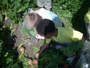 Deciding which turnip to pick!