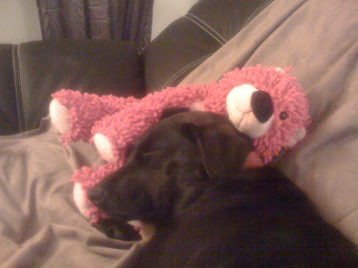 A dog in the REM stage of sleep could be dreaming of favored activities like playing fetch, eating a treat or spotting a squirrel...and their movements often seem in keeping with such canine fun!