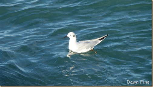 North Beach_097