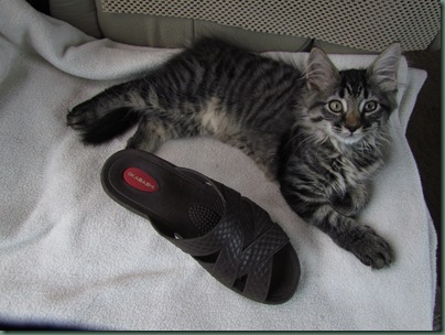 Baxter with shoe