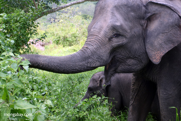 Sumatran elephants in Bukit Barisan Selatan National Park. Rhett A. Butler
