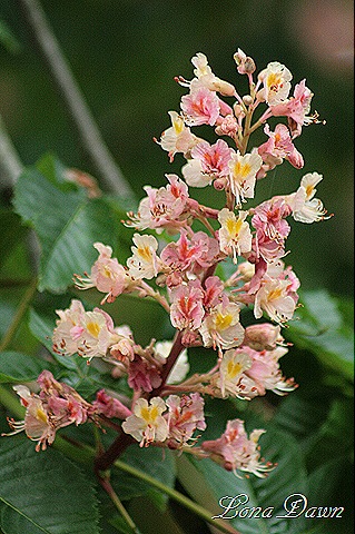 [DA_Aesculus_pavia_Koehenii_FloweringBuckeye6%255B7%255D.jpg]