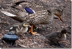 aviary48