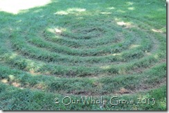 mottled tree shadow spiral mottled tree shadow spiral