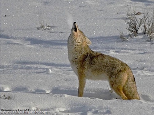 animais national geographic desbaratinando  (37)