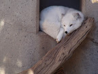 denver_zoo