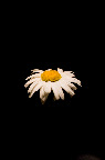 Step Outside, The Sumertime's in Bloom.jpg