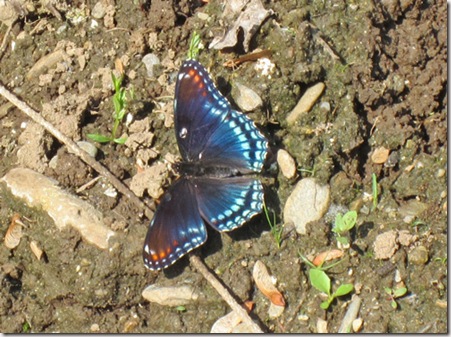 red-spotted-purple-1 red-spotted-purple-1
