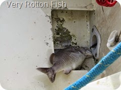 029 The stinky fish shoved under tender floor !! 029 The stinky fish shoved under tender floor !!