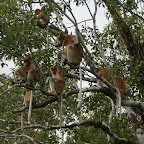 und noch mehr Affen in den Bäumen