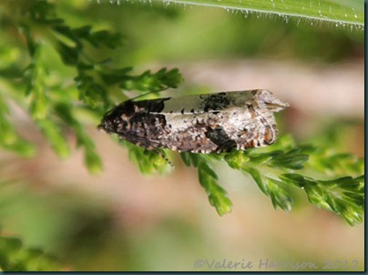 bird-dropping-moth