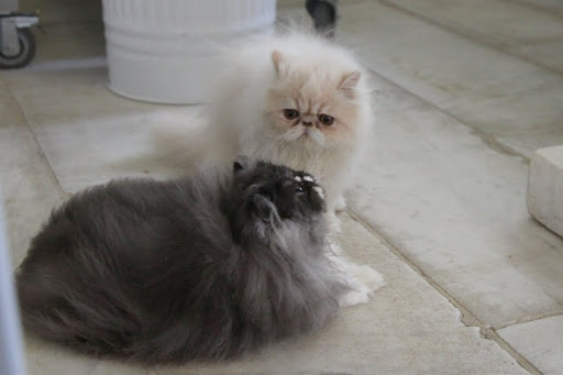 Hi Chin, how's it going?  Hey, what are you staring at so intensely?